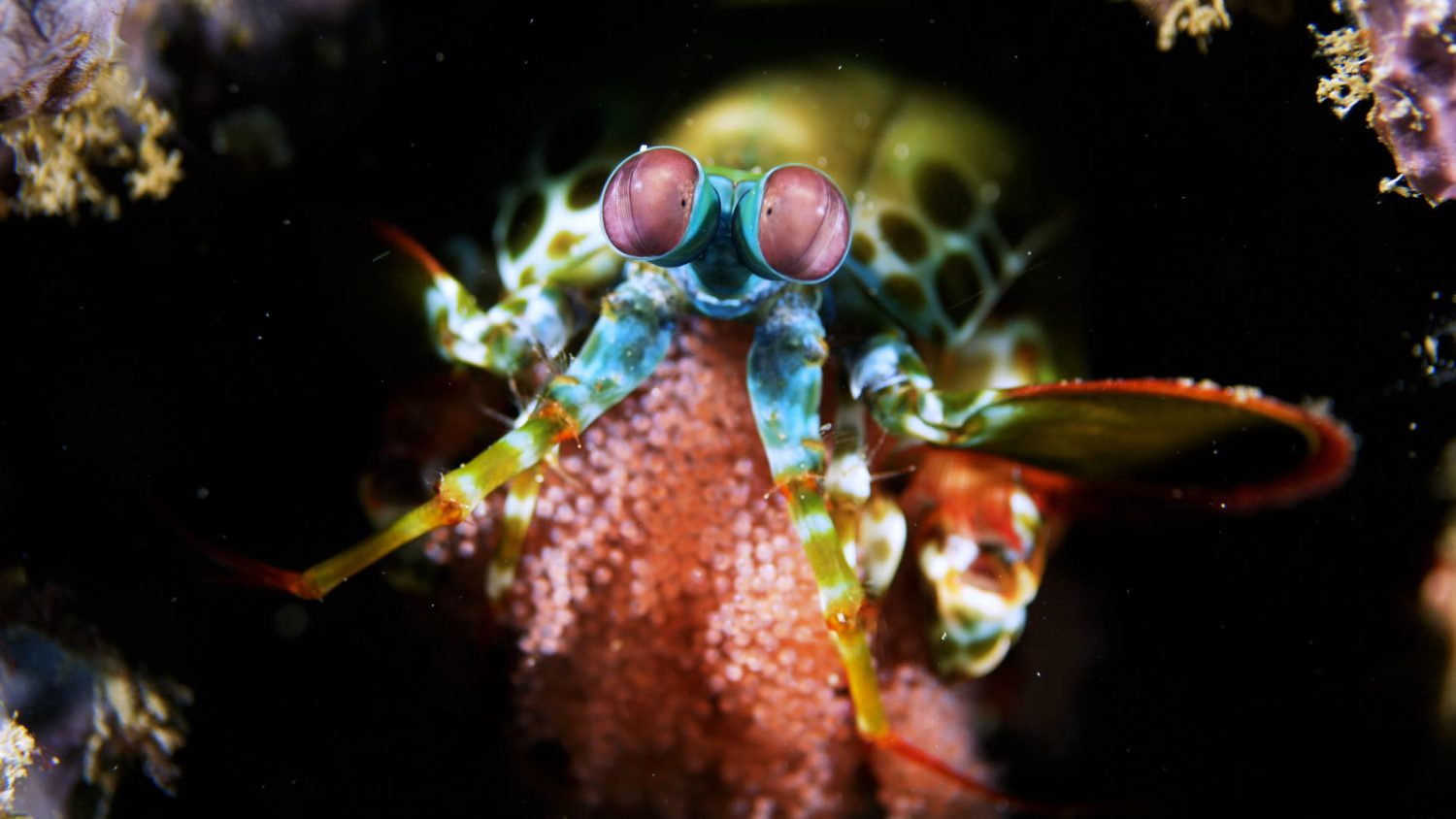 Critters of Lembeh