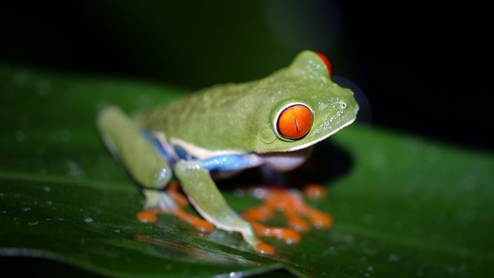 Red Eye Frog
