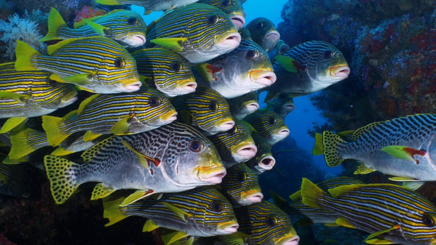 North Raja Ampat